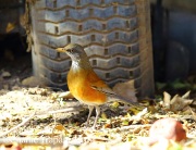 6S3A4613Rufous-backed_Robin