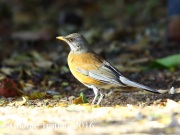 6S3A4620Rufous-backed_Robin