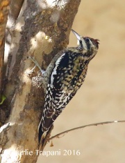 6S3A4628Yellow-bellied_Sapsucker