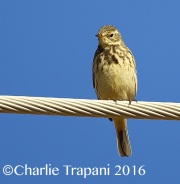 6S3A4678American_Pipit