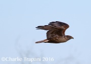 6S3A4841Ferruginous_Hawk