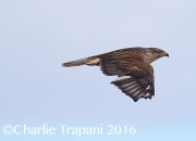 6S3A4847Ferruginous_Hawk