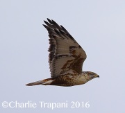 6S3A4865Ferruginous_Hawk