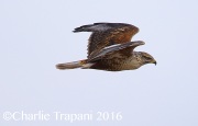 6S3A4870Ferruginous_Hawk
