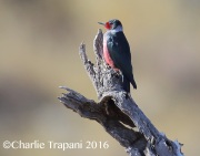 6S3A4878Lewis's_Woodpecker