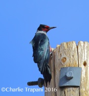 6S3A4886Lewis's_Woodpecker