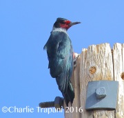 6S3A4888Lewis's_Woodpecker