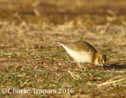 6S3A4953Mountain_Plover
