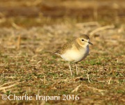 6S3A4956Mountain_Plover