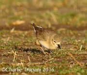 6S3A4990Mountain_Plover