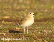 6S3A4992Mountain_Plover