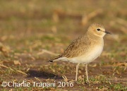 6S3A4996Mountain_Plover
