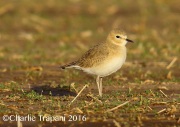 6S3A4998Mountain_Plover