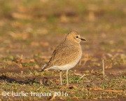 6S3A5000Mountain_Plover