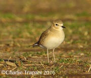 6S3A5003Mountain_Plover