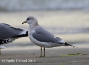 6S3A5009Mew_Gull