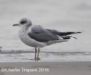 6S3A5030Mew_Gull