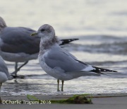 6S3A5047Mew_Gull