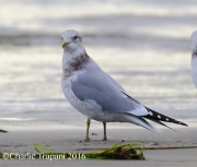 6S3A5056Mew_Gull