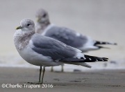 6S3A5075Mew_Gull