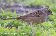 6S3A5103Golden-crowned_Sparrow