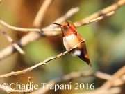 6S3A5132Allen's_Hummingbird
