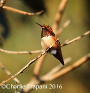 6S3A5139Allen's_Hummingbird