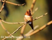 6S3A5146Allen's_Hummingbird