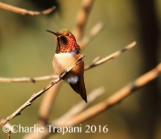 6S3A5149Allen's_Hummingbird