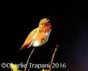 6S3A5218Allen's_Hummingbird