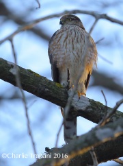 6S3A5243Sharp-shinned_Hawk
