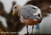 6S3A5348Glaucous-winged_Gull