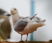 6S3A5352Glaucous-Winged_Gull