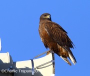 6S3A5369Ferruginous_Hawk_Dark_Morph