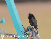 6S3A5539Bronzed_Cowbird