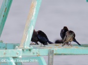 6S3A5549Bronzed_Cowbird