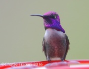 6S3A5672Costa's_Hummingbird