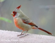 6S3A5695Pyrrhuloxia
