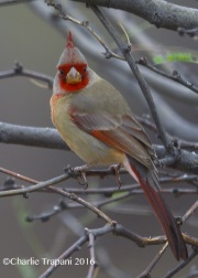 6S3A5721Pyrrhuloxia