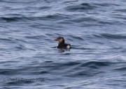 0J6A0048Puffin