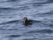 0J6A0060Atlantic_Puffin
