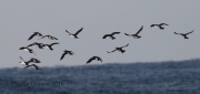 0J6A0170Razorbills