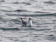 0J6A0217Black-Legged_Kittiwake