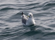 0J6A0236Black-Legged_Kittiwake