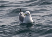0J6A0237Black-legged_Kittiwake