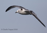 0J6A0252Black-Legged_Kittiwake