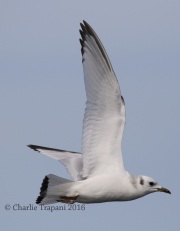 0J6A0269Black-Legged_Kittiwake