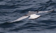 0J6A0286Black-Legged_Kittiwake