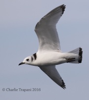 0J6A0295Black-Legged_Kittiwake