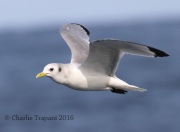 0J6A0311Black-Legged_Kittiwake